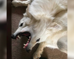 This Bizarre Dog Photo Has Everyone Completely Confused