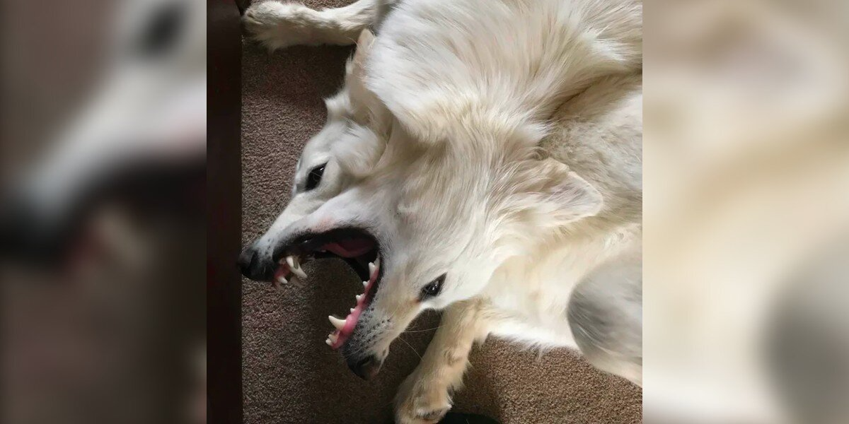 This Bizarre Dog Photo Has Everyone Completely Confused