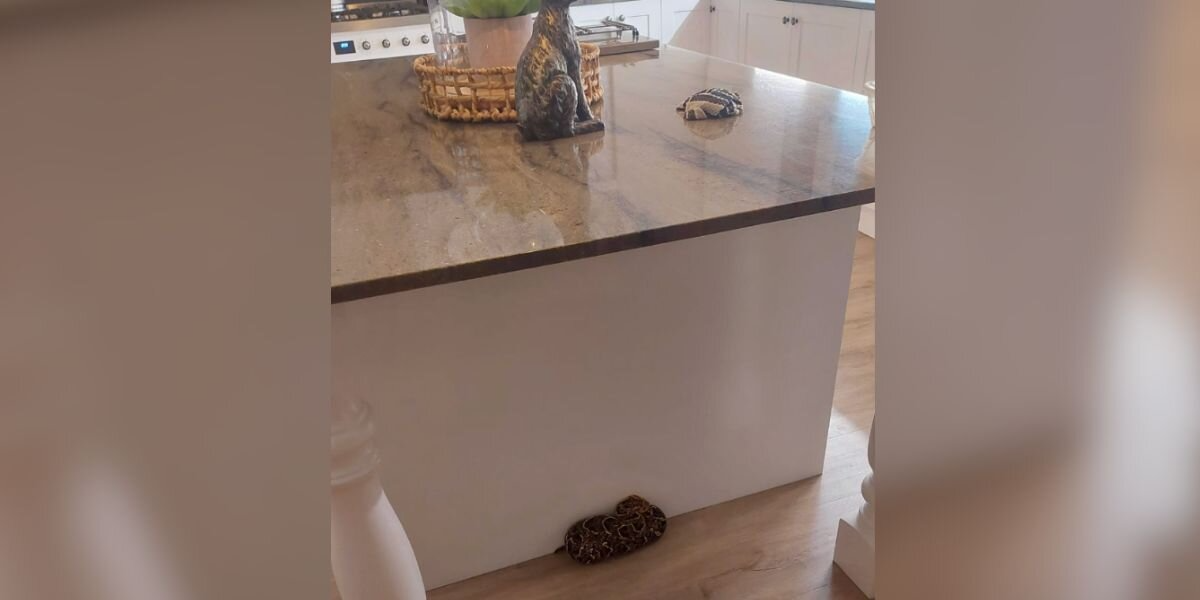 She Reached Down To Grab Her ‘Scarf’ — Then Saw It Had Teeth