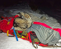 Loyal Dog Stays By Injured Hiker’s Side All Night — And Saves His Life