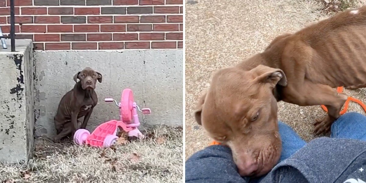 Starving Stray Collapses Into Rescuer’s Arms The Moment He Realizes He’s Finally Safe