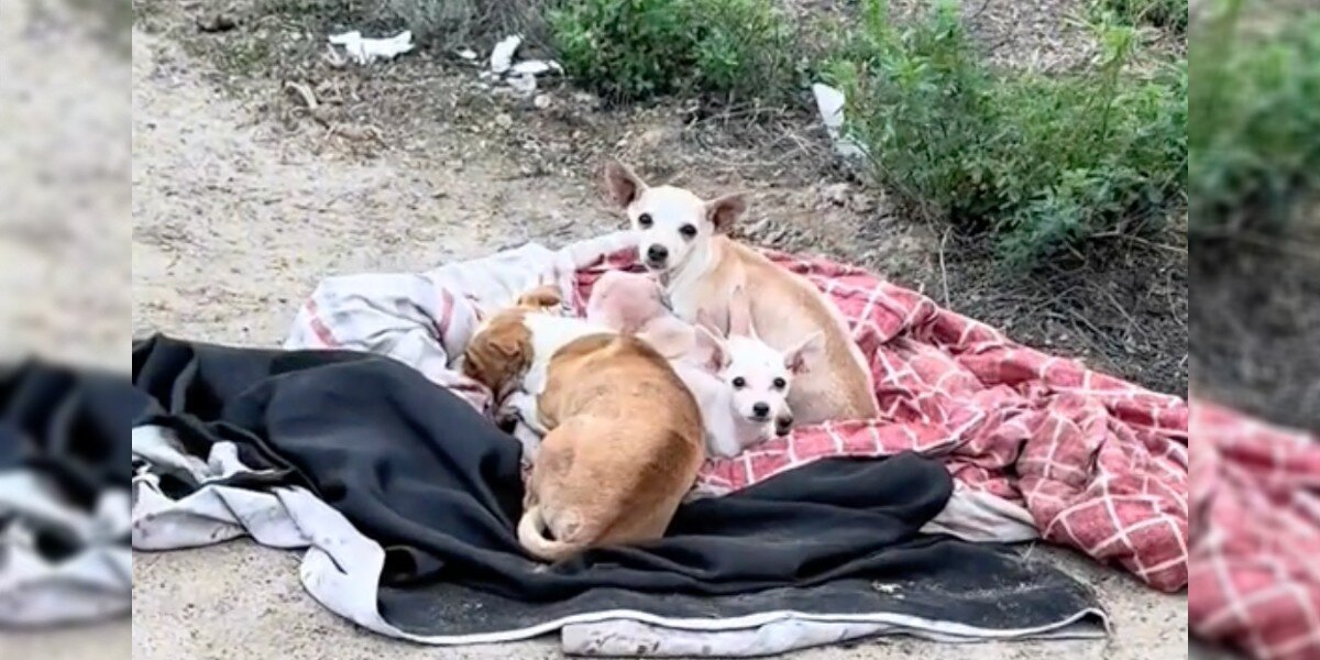 Farmworker Spots Shivering Chihuahua Family On Remote Road — And Saves Them Just In Time