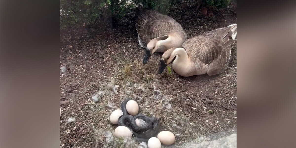 Geese Panic As Predator Invades Their Nest — Until an Unexpected Hero Jumps In