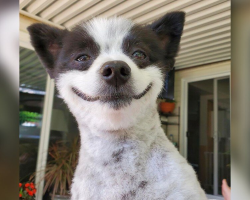 Meet Chevy, the Little Dog With a Smile That Can Brighten Anyone’s Day