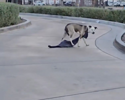 Couple Spots Lost Dog Dangling in Drive-Thru — And Her Rescue Is Pure Heart