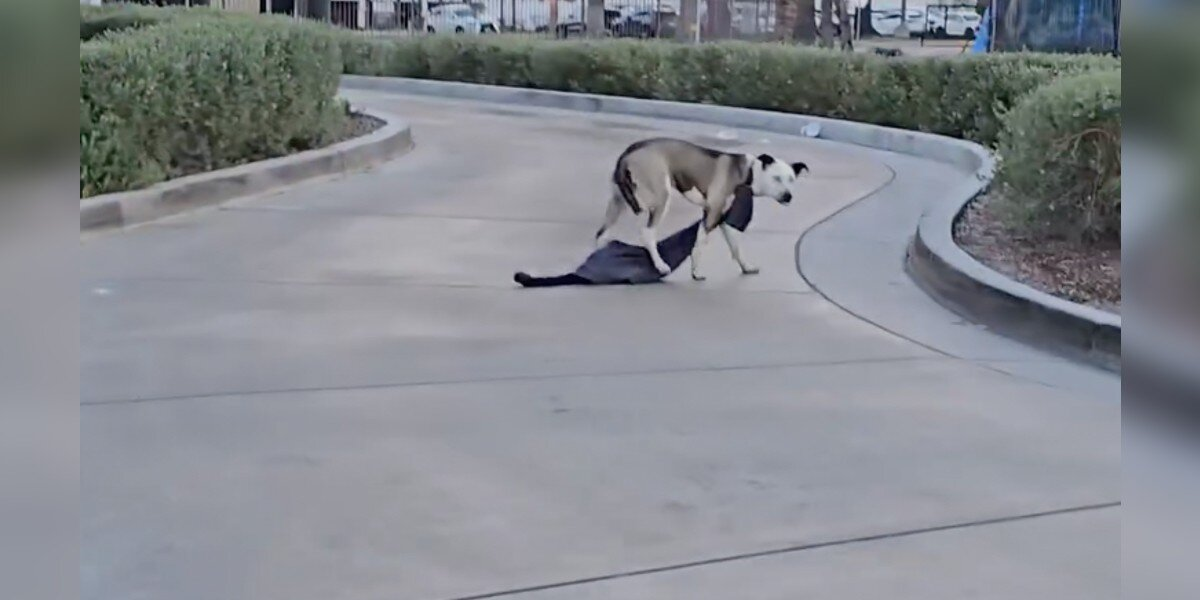 Couple Spots Lost Dog Dangling in Drive-Thru — And Her Rescue Is Pure Heart