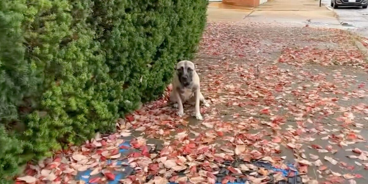 Heartbroken Pup Left on Sidewalk Finds Hope After Family Drives Away