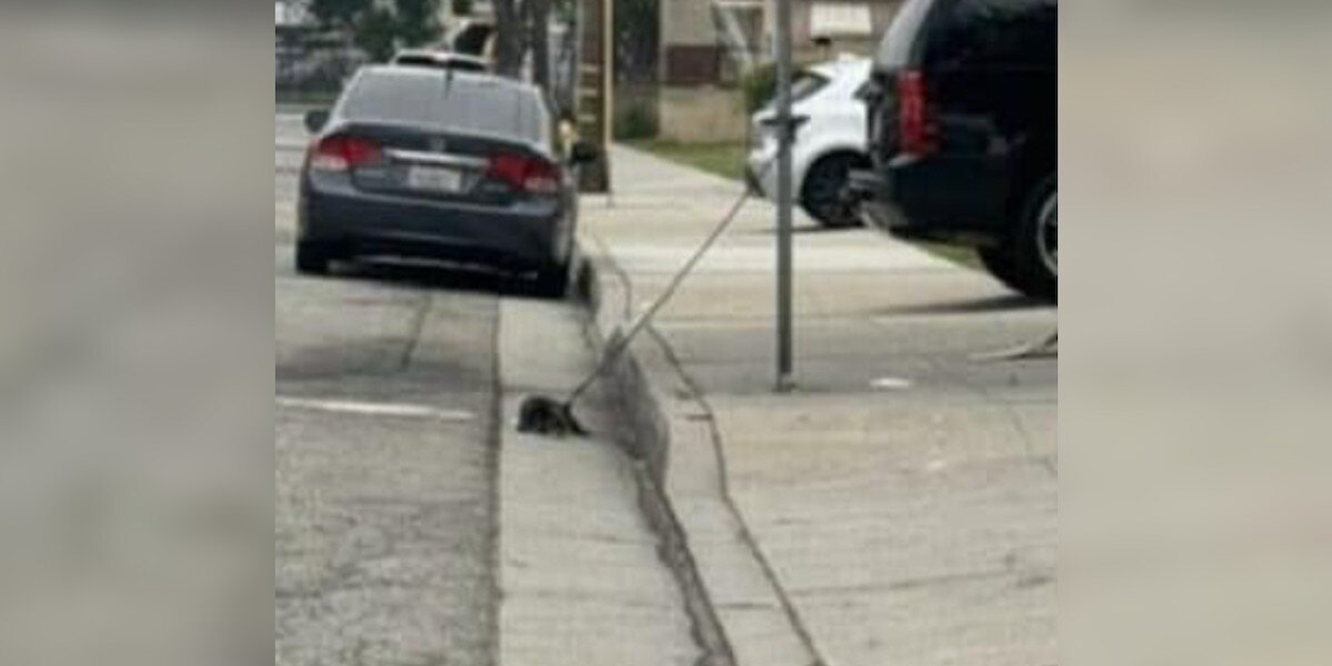 Scruffy Puppy Tied to a Pole Survives the Night — Then a Rescuer Finally Stops for Him