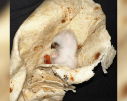 Family Finds Tiny Orphan While Grilling — Their Clever Idea Keeps Her Alive