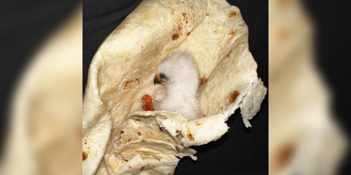 Family Finds Tiny Orphan While Grilling — Their Clever Idea Keeps Her Alive