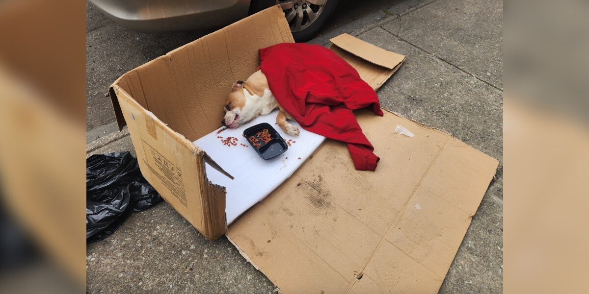 Pittie Pulled From a Trash Bag Shocks Rescuers — And Steals Every Heart He Meets