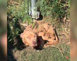 Puppy Tied to a Pole in the Middle of Nowhere Had Given Up — Until She Looked Up and Saw Help