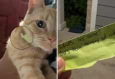 Woman Reads a Note on Her Cat’s Collar — Then Discovers He Has a Second Family