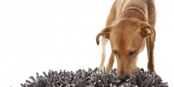 Snuffle Mats for Dogs: 5 Best Picks That Actually Keep Pups Busy