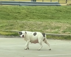 Heavily Pregnant Pittie Wanders Parking Lot — Hoping Someone Will Help Her in Time