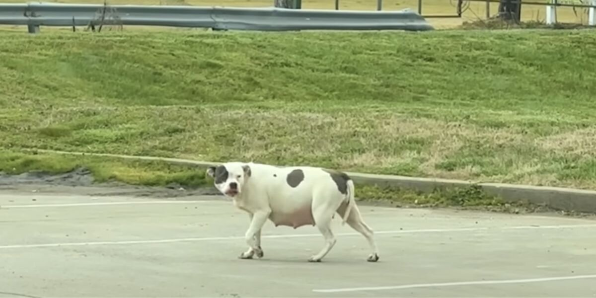 Heavily Pregnant Pittie Wanders Parking Lot — Hoping Someone Will Help Her in Time