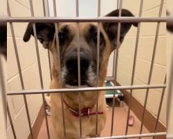 Dog Finally Adopted After Years In Shelter Is Forced To Start Over Once Again