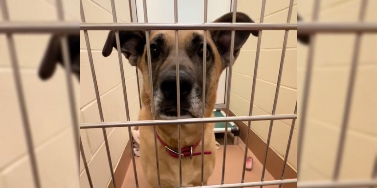 Dog Finally Adopted After Years In Shelter Is Forced To Start Over Once Again