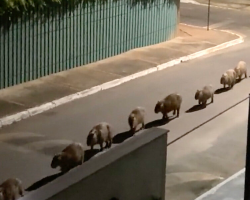 Woman Wakes Up at 3:30 a.m. to a Surprise Animal Parade Outside Her Window