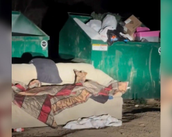 Freezing Stray Curled Up On Dumpster Couch Starts Wagging When Help Finally Arrives