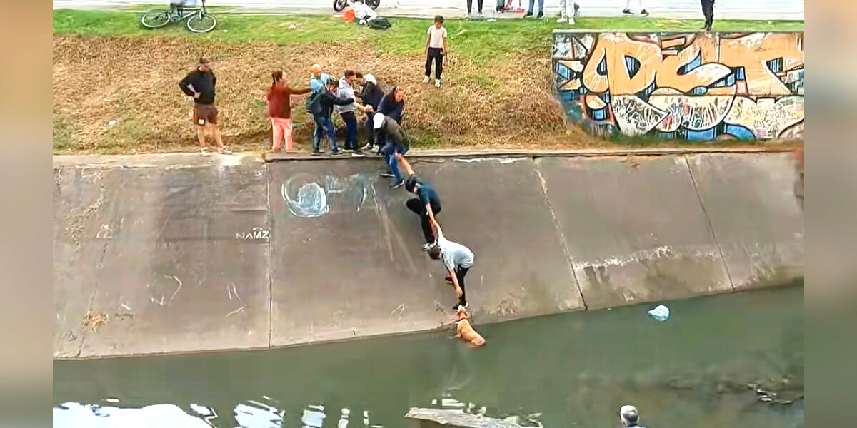 Neighbors Restore Faith In Humanity By Forming Human Chain To Save Dog From Canal
