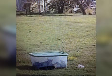 ‘Special’ Mama Cat Stayed By Plastic Box For Days, Refusing To Abandon Her Trapped Babies