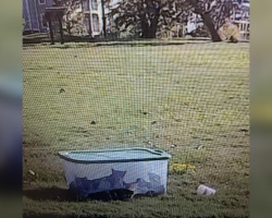 ‘Special’ Mama Cat Stayed By Plastic Box For Days, Refusing To Abandon Her Trapped Babies