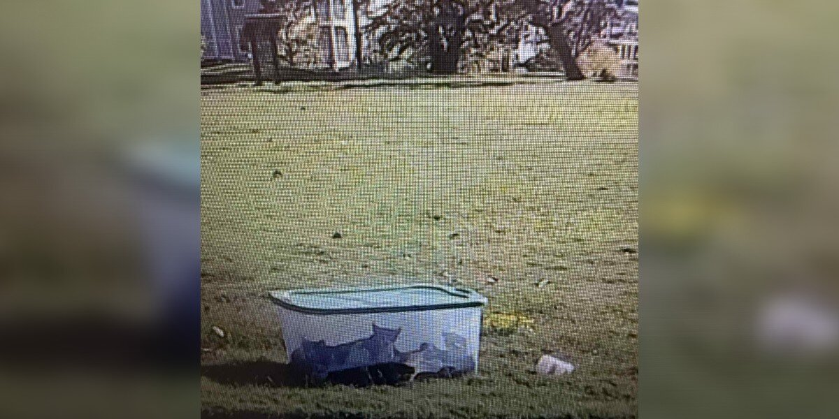 ‘Special’ Mama Cat Stayed By Plastic Box For Days, Refusing To Abandon Her Trapped Babies