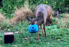 Neighbors Unite To Save Deer With Bucket Stuck On His Head — And Then Something Incredible Happens