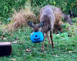 Neighbors Unite To Save Deer With Bucket Stuck On His Head — And Then Something Incredible Happens