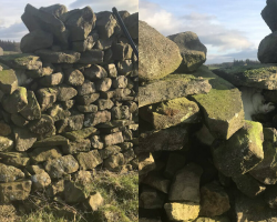 Dog Stops Mid-Walk — And Leads His Owner To A Cat Trapped Inside A Stone Wall