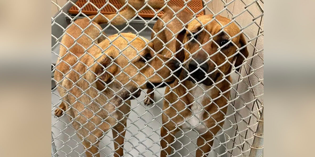 Bonded Shelter Sisters Cling To Each Other — Unaware Their Rescue Is Already Underway