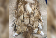 Basement Cat Covered In Painful Mats Looks Like A New Cat After Rescue Steps In