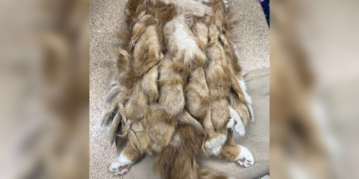 Basement Cat Covered In Painful Mats Looks Like A New Cat After Rescue Steps In