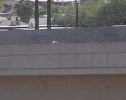 Drivers Spot A White Dot On A Highway Ramp — Then Realize A Tiny Life Is Clinging To The Edge