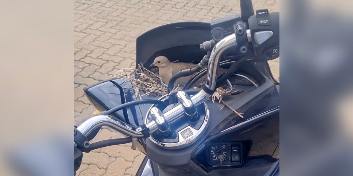 Woman Gives Up Her Motorcycle So A Mama Bird Can Safely Hatch Her Eggs