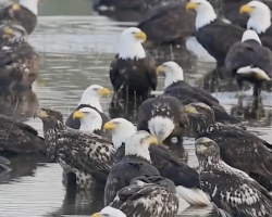 Photographer Can’t Believe His Eyes After Discovering A Massive Gathering Of Bald Eagles