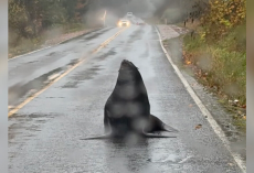 Police Chief Doubts Call About Massive Animal Blocking Road — Until He Sees It Himself