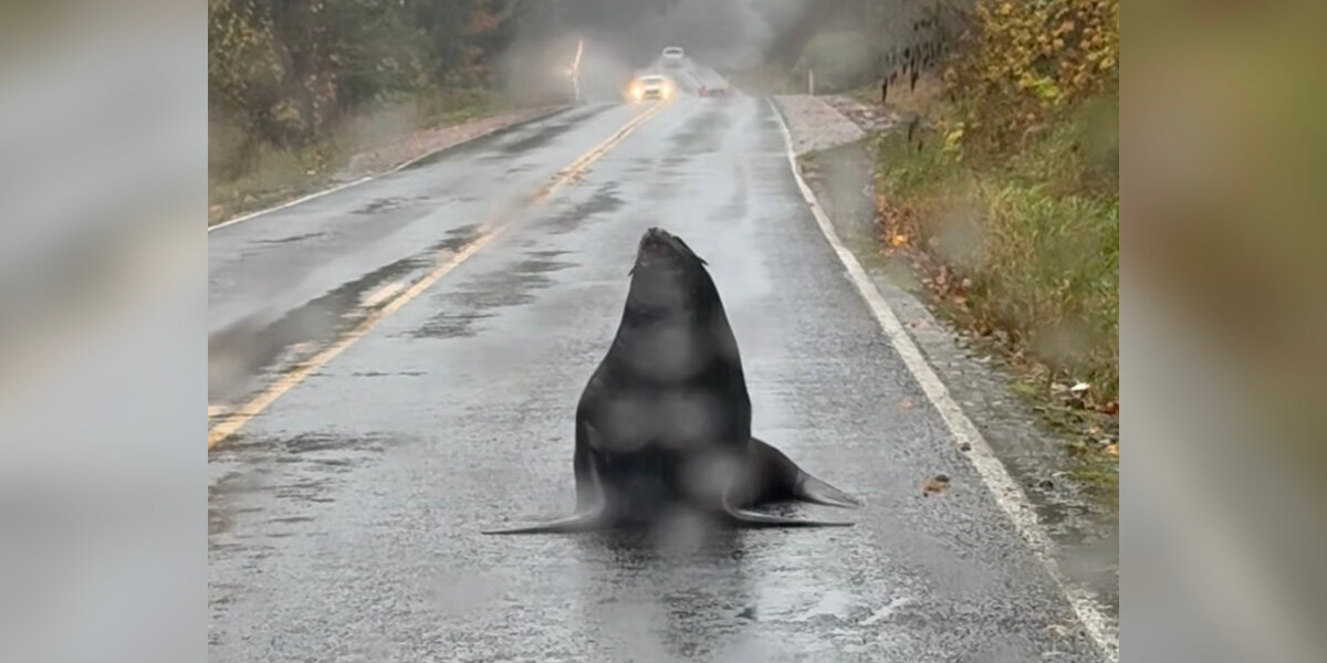 Police Chief Doubts Call About Massive Animal Blocking Road — Until He Sees It Himself