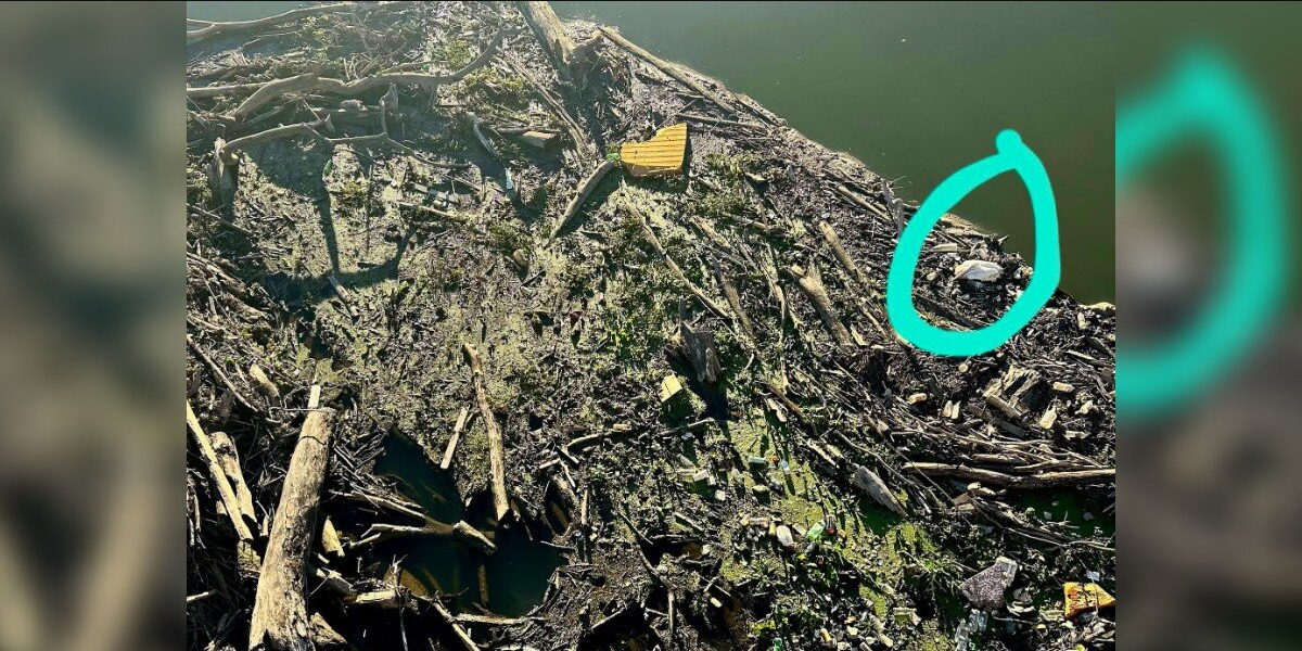 Kayaker Spots Pelican Trapped in River Sludge — And Paddles In to Save Her Life