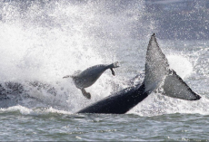 Seal Fleeing Orcas Makes Split-Second Decision — And Leaps Onto a Boat Full of Strangers