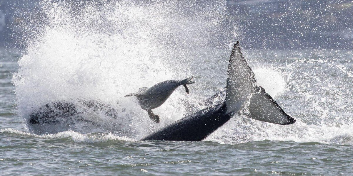 Seal Fleeing Orcas Makes Split-Second Decision — And Leaps Onto a Boat Full of Strangers