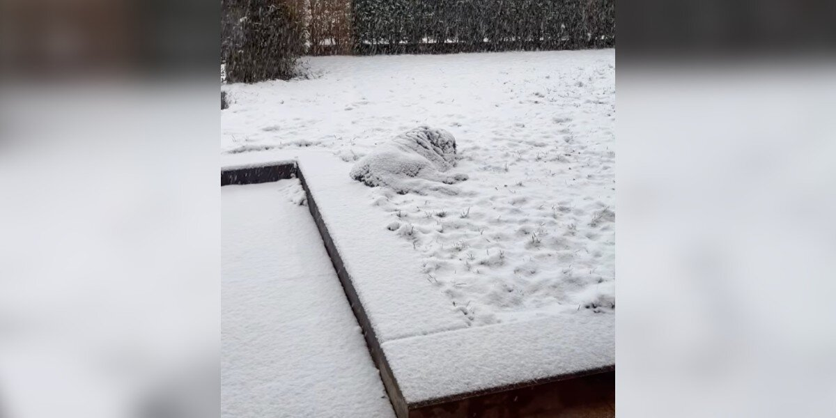 Woman Notices “Snow Pile” In Her Yard Is Moving — And Then It Looks Back At Her