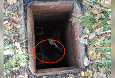 Morning Walkers Spot Open Manhole — Then Lock Eyes With A Trapped Wild Visitor