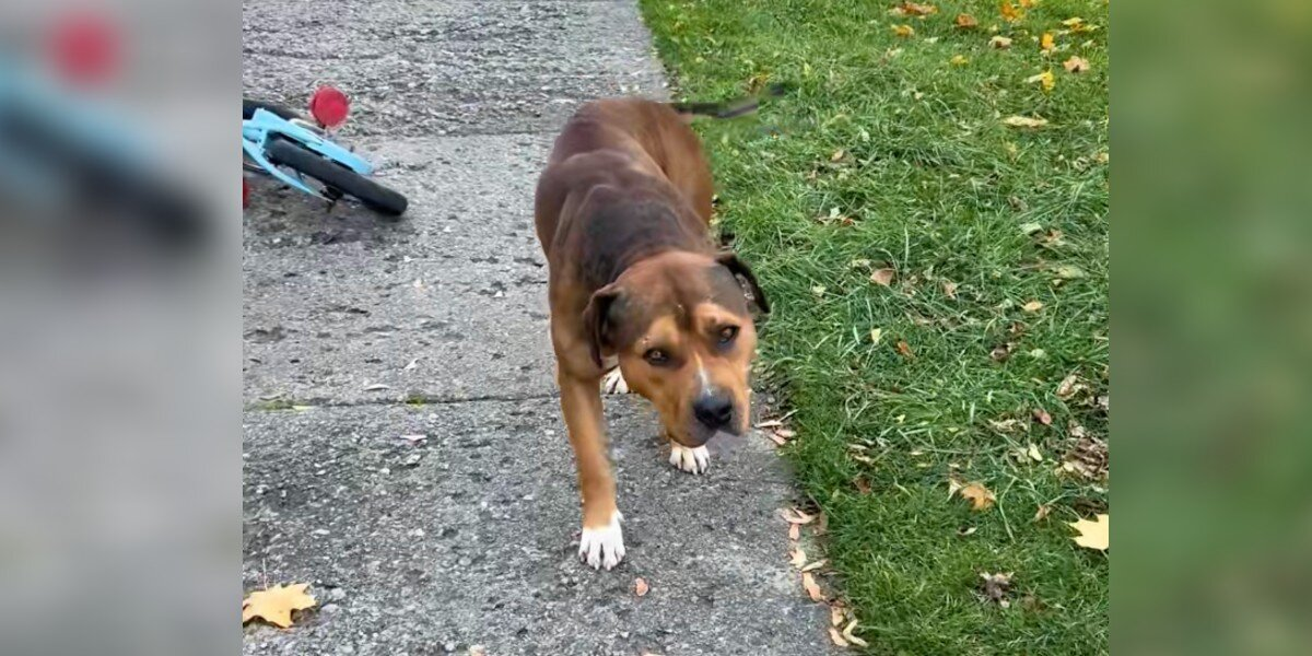 Injured Stray Limped Over To A Stranger — Then Melted Right Into Her Arms