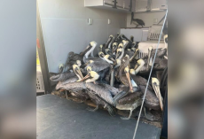 Hail Storm Devastates Tiny Island, Leaving Hundreds Of Pelicans Injured And Waiting For Help