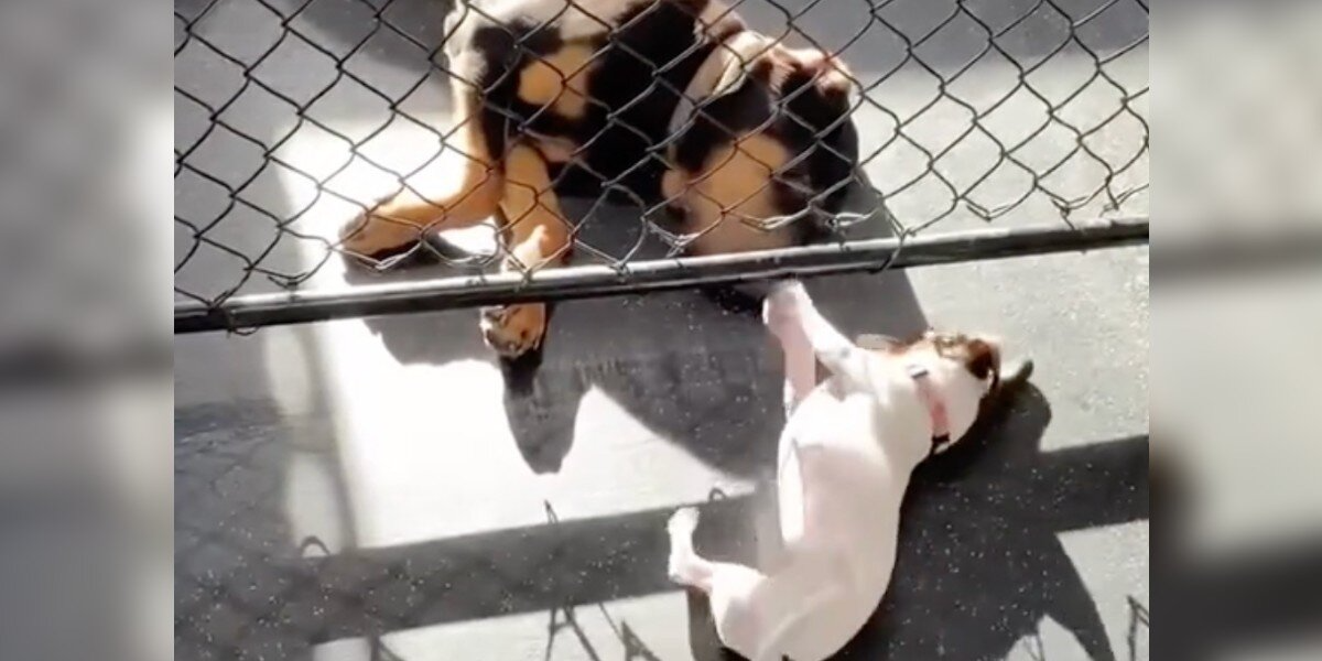 Day Care Says He’s Too Big For The Small Dogs — But He Still Won’t Leave His Tiny Best Friend