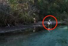 Boater Spots Rare Speckled Deer Standing Along Florida Riverbank