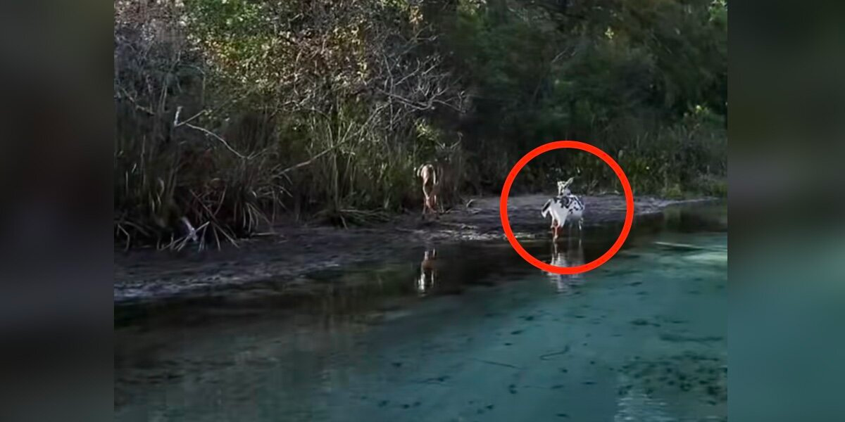 Boater Spots Rare Speckled Deer Standing Along Florida Riverbank