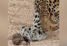 Leopard’s Curiosity Leads To Unexpected Encounter With Tiny Dung Beetle
